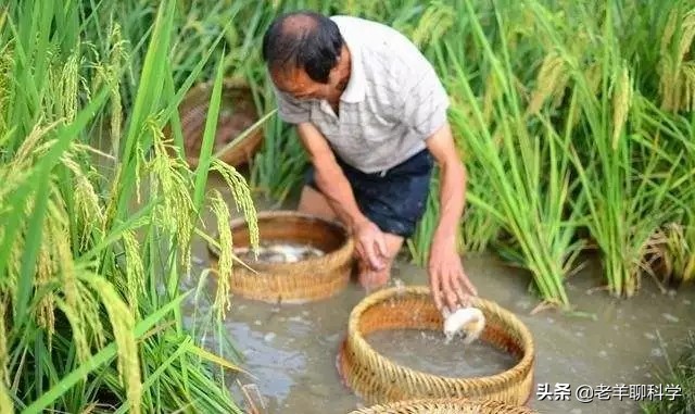 仅凭一个碗就能得一网鱼！广西男子如何做到的？笨鱼因何被声音坑