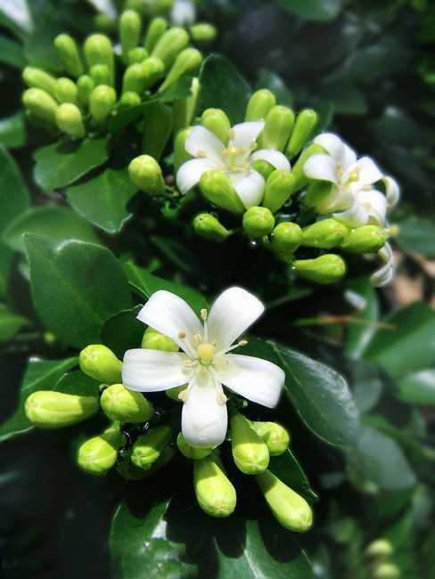 九里香花适合在室内养吗，九里香重在家里禁忌