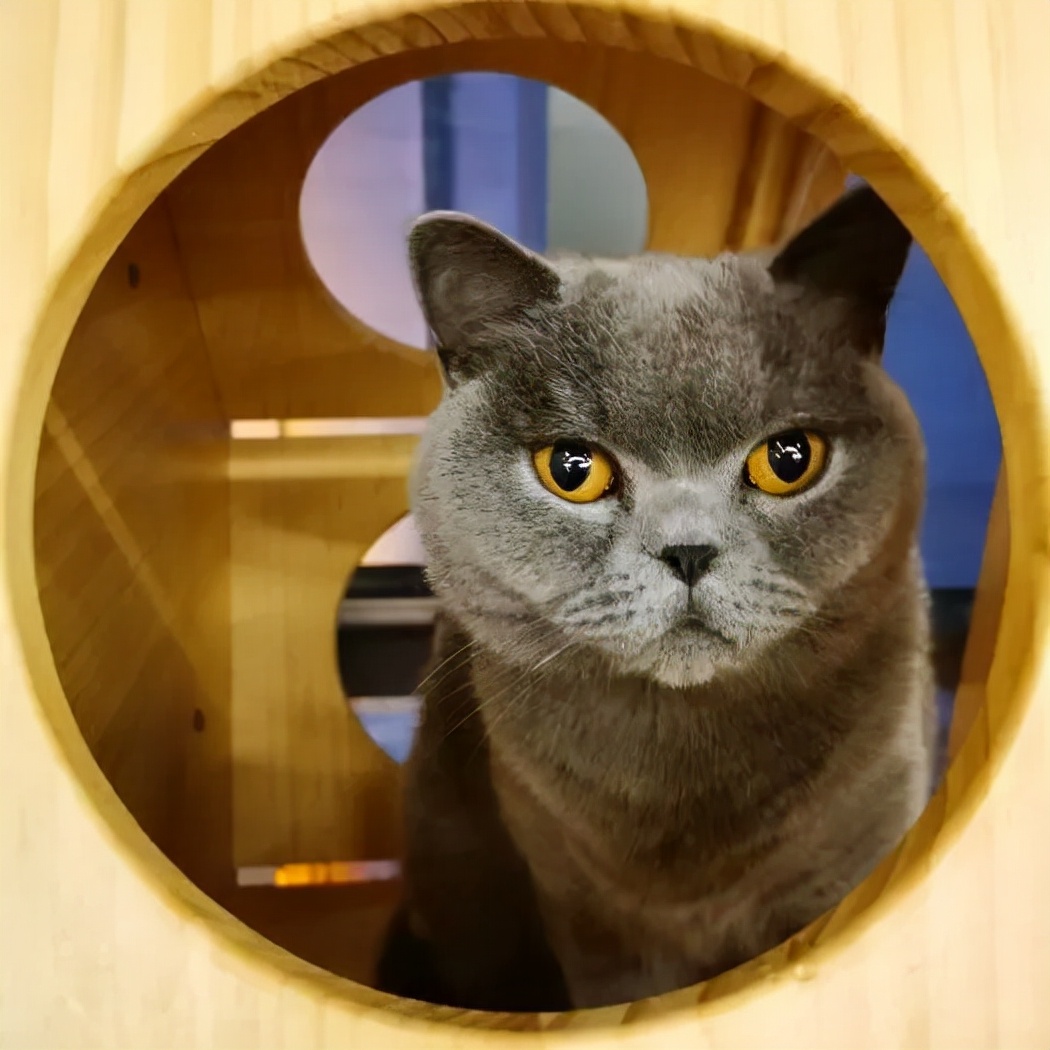 「探GAI」沈阳，那些正被猫治愈的年轻人