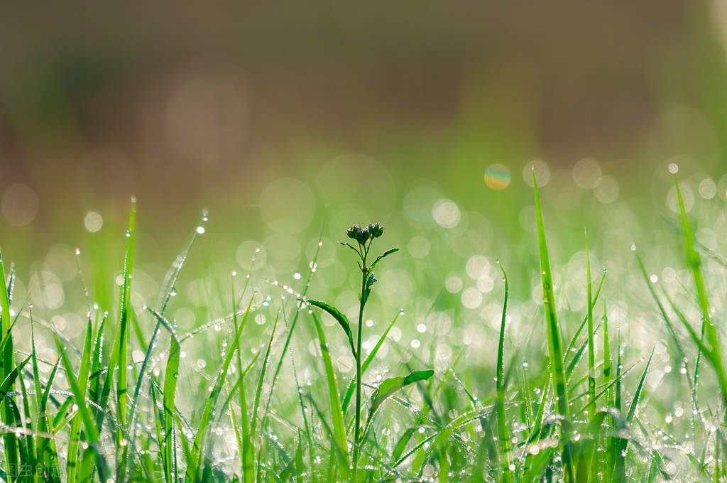 春天的新绿怎么拍?20张例图8个摄影技巧,拍文艺唯美风景照