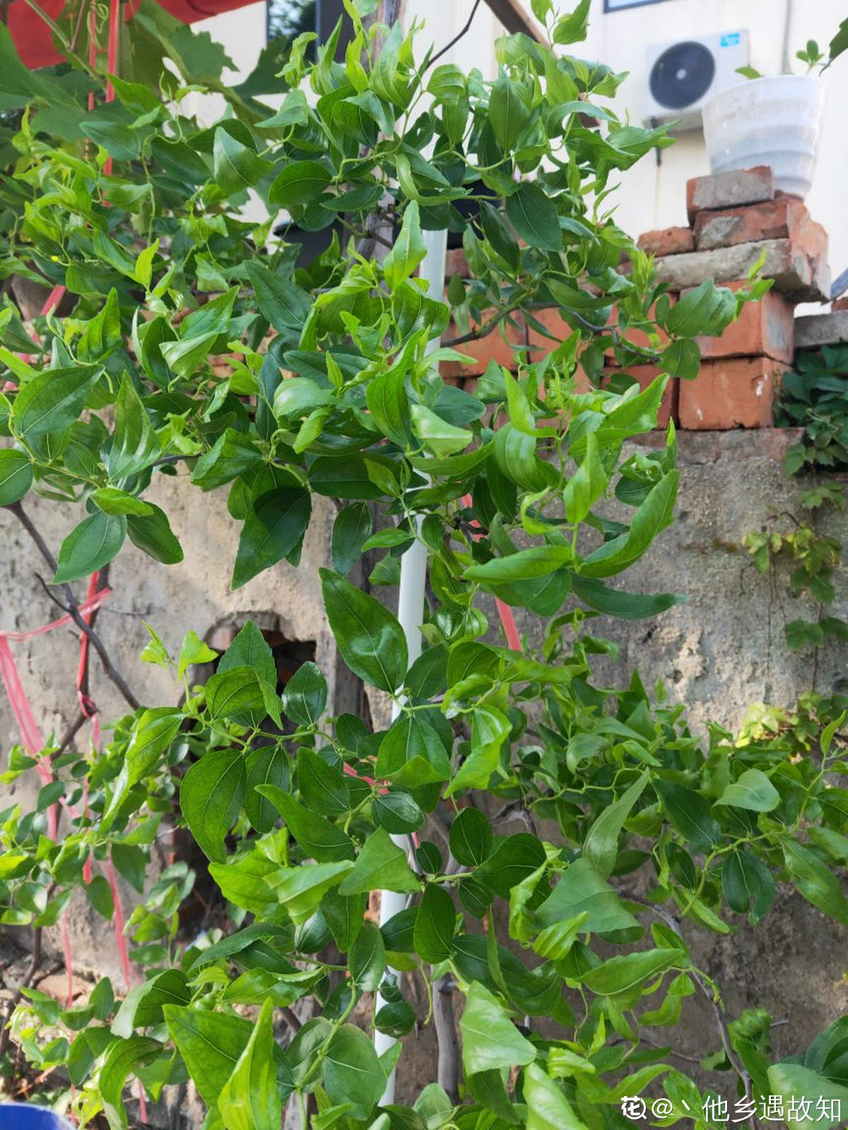 枣树图片大全（枣树的象征意义和种植注意事项）