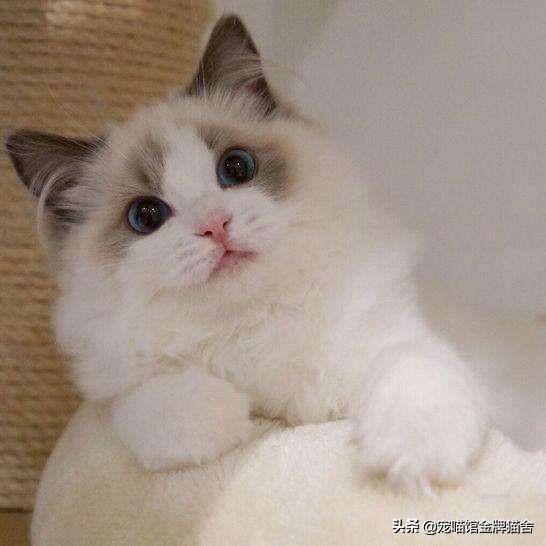 建议十二星座养的猫！有些可能听都没听过