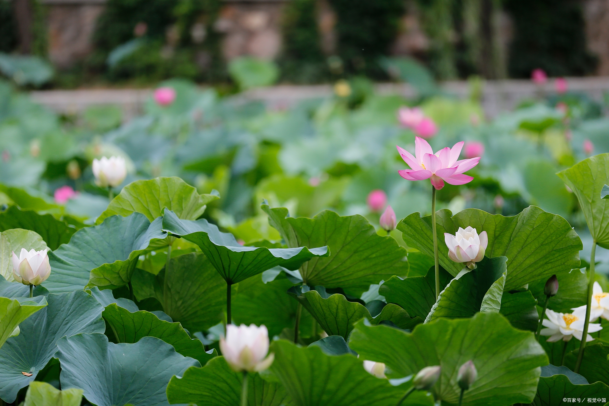 小心！湖北两所大学“臭名昭著”，被称“文凭工厂”，遭官媒点名