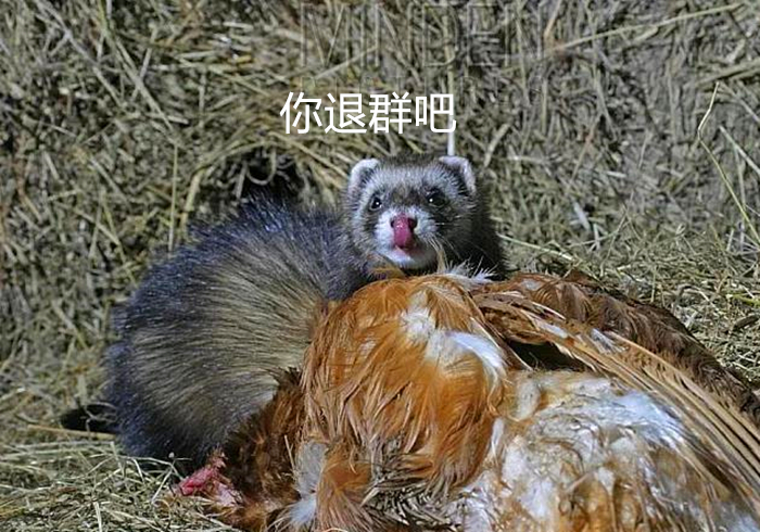 为什么黄鼠狼专吃老母鸡(辟谣，黄鼠狼爱偷鸡？其实主要食谱为鼠类，却因偶然行为受冤枉)