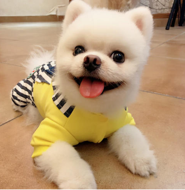 “俊介”博美犬怎么样?