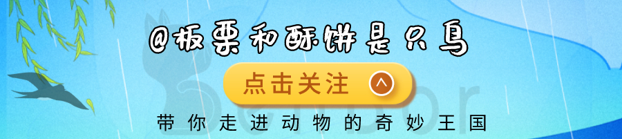 吃虎鲸的肉喝大白鲨的血，连人类的潜艇都不放过！这才是海洋霸主