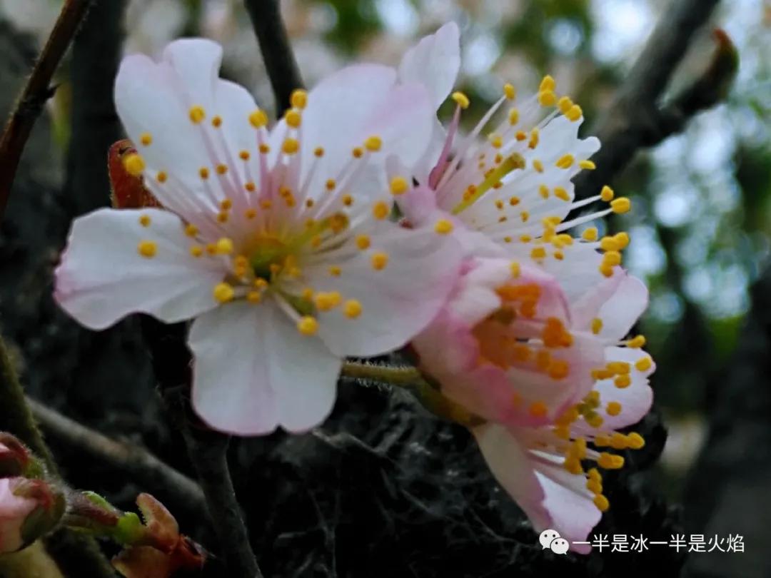 随笔：纵被春风吹作雪，绝胜南陌碾成尘