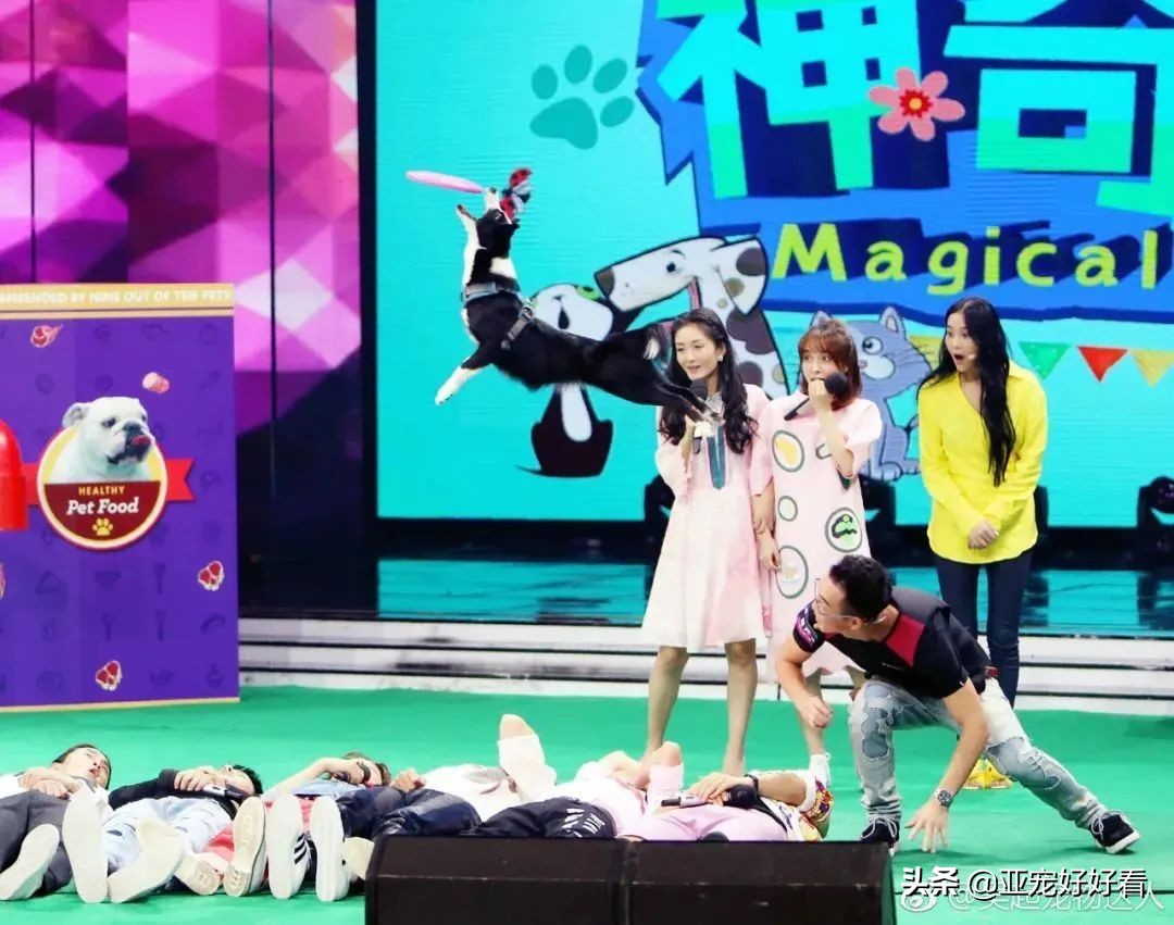 亚宠云课堂∣4月21日吴起支招宠物门店如何避免不当犬猫服务操作