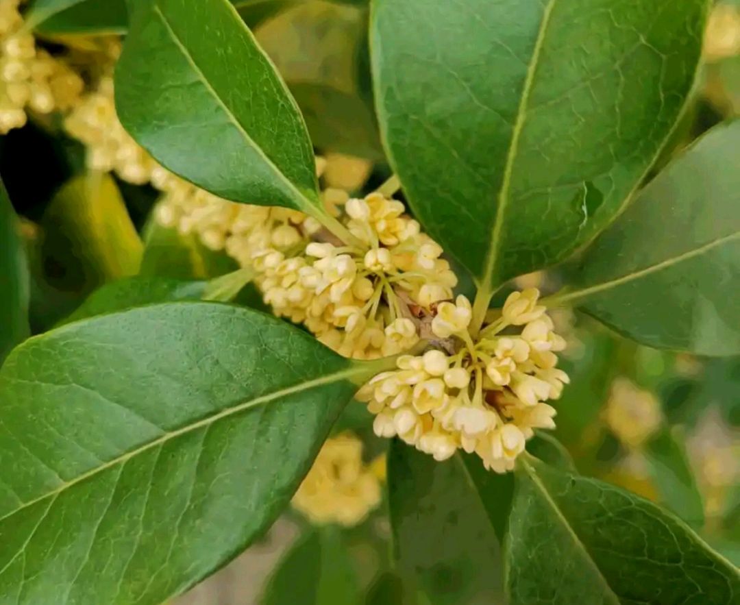 100种花的名字和图片 百合吊栏郁金香你想要的都有 帝思创