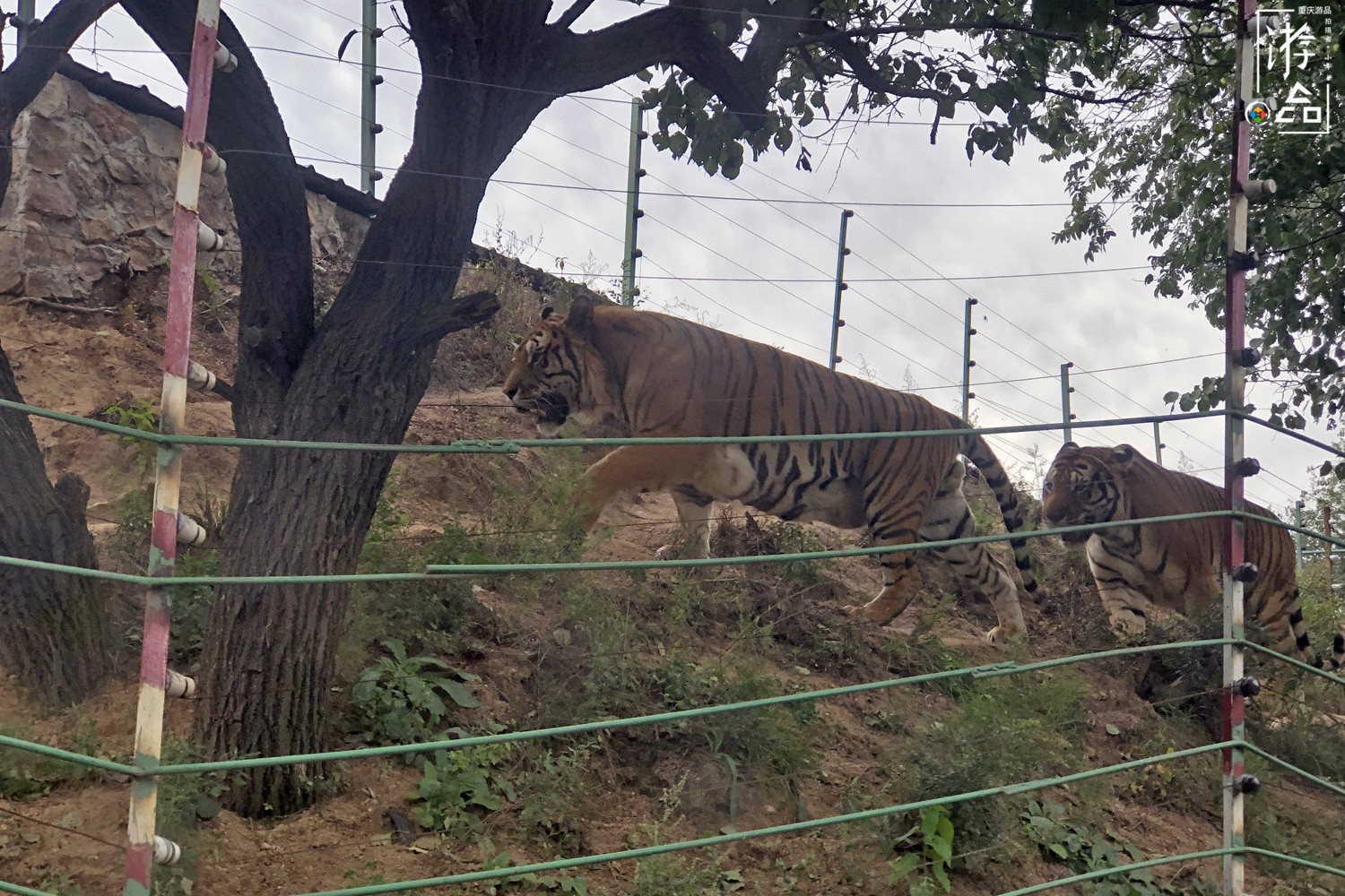 八達嶺動物園(北京八達嶺野生動物園,經歷低谷後恢復開放,真實的情況