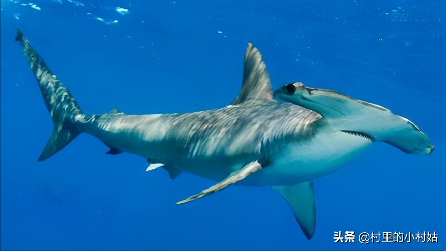 锤头鲨大白鲨鲨鱼和鲸鱼的区别,你们搞清楚了吗阅读剩余 69%