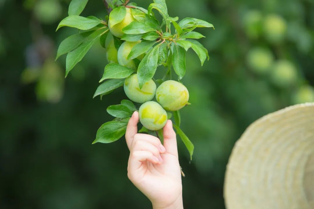 夏天最美的九个瞬间：风，满座凉；莲，入梦香