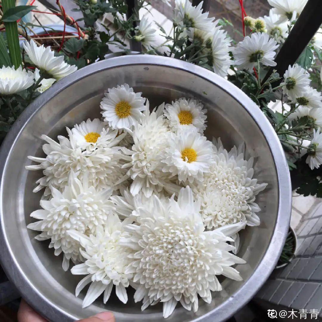 家里为什么不能养荷花(荷花明明美上天，为啥不能在家养？)