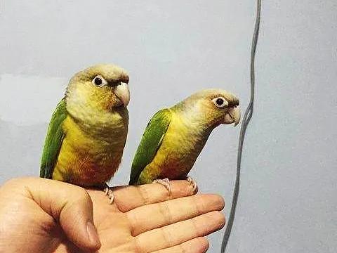 小太阳鹦鹉会说话吗(小太阳鹦鹉的饲养方法与手养技巧)