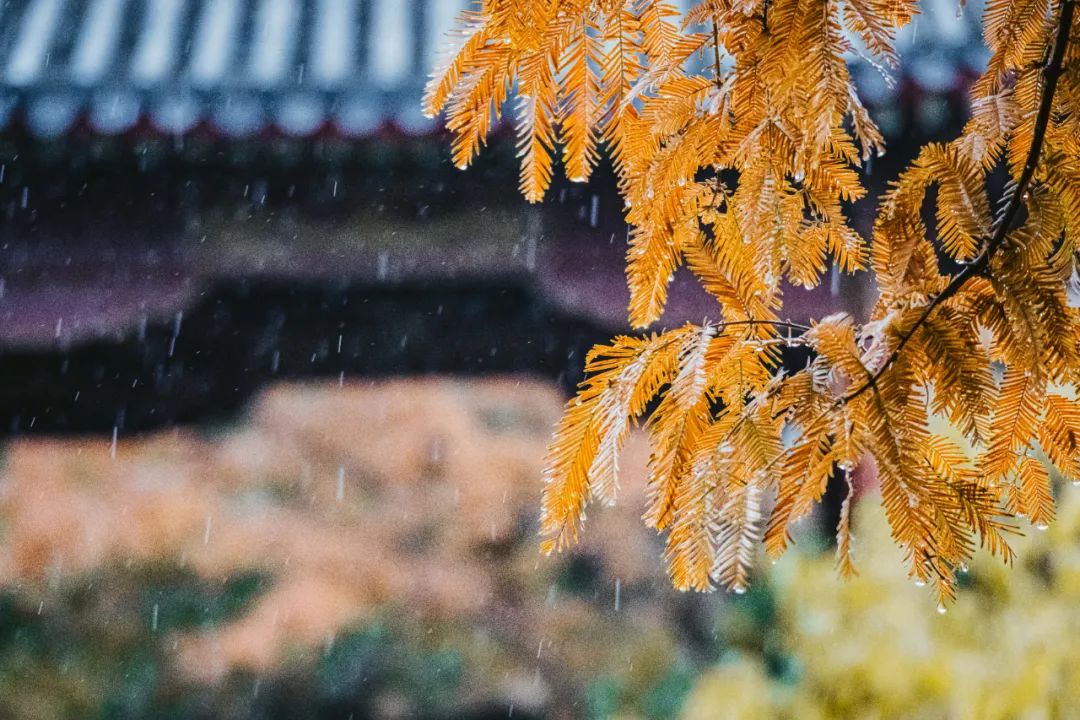 10首最美秋雨诗词，清秋有梦，雨落成诗，哪一首是你的心情？