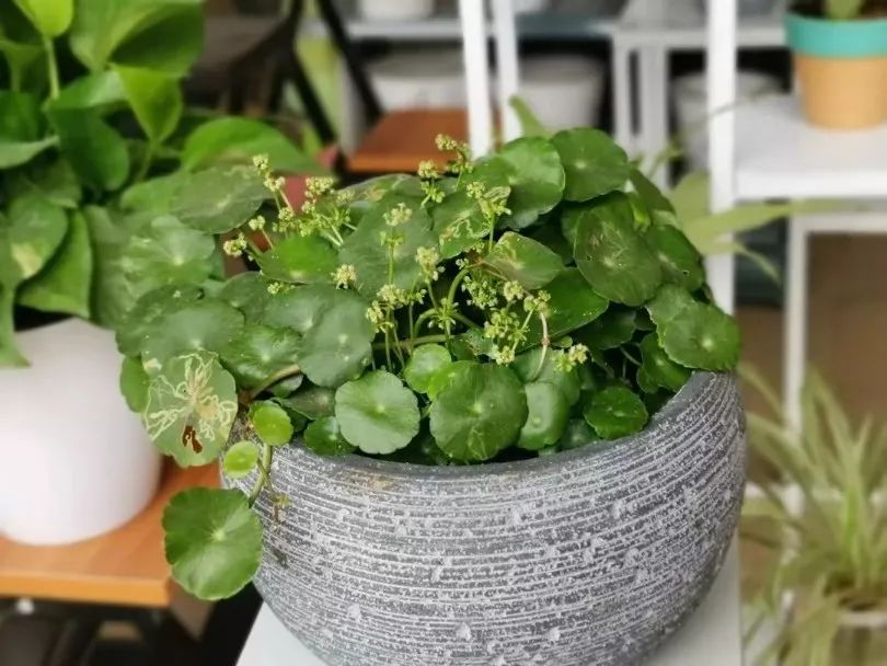 养盆栽植物最常见的几种虫害,教你正确的处理方法,让害虫远离