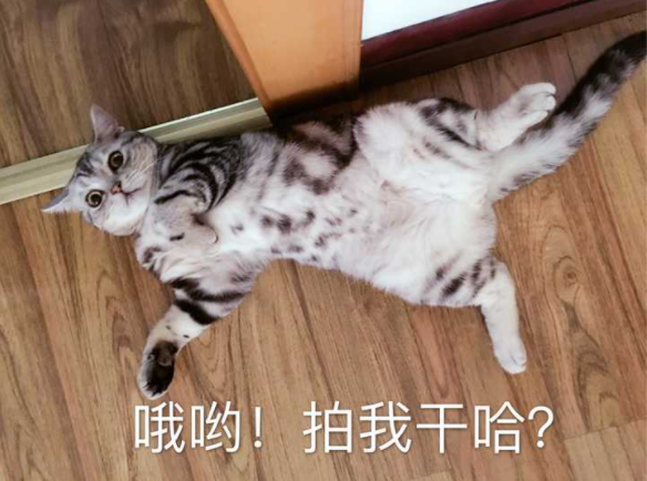 被主人“宠爱”的猫咪，一定会具备这些现象