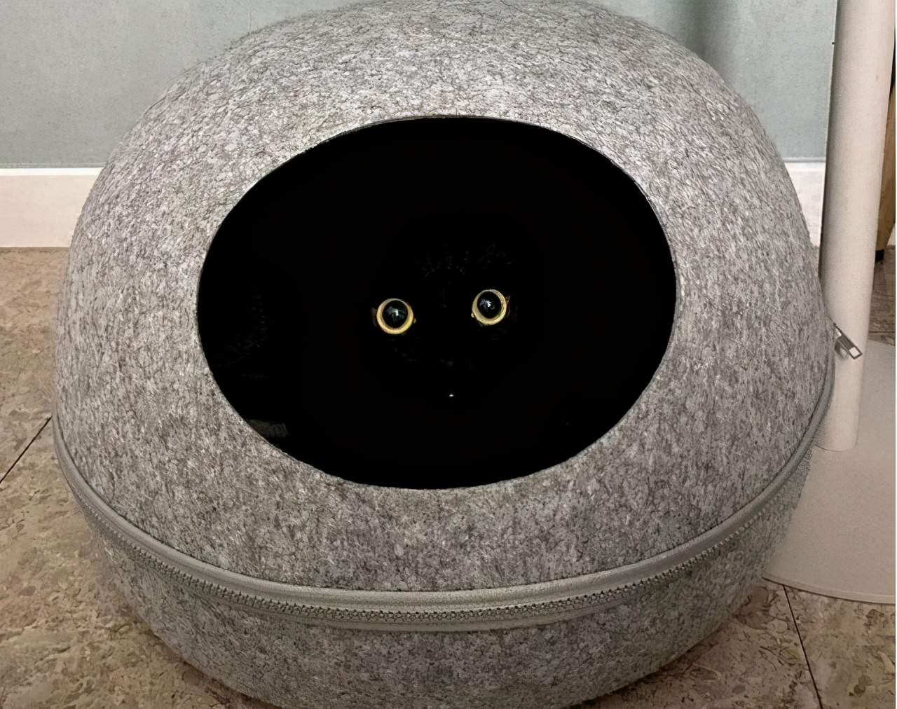 兽医提示：千万别选“黑色”的猫，原因有5个