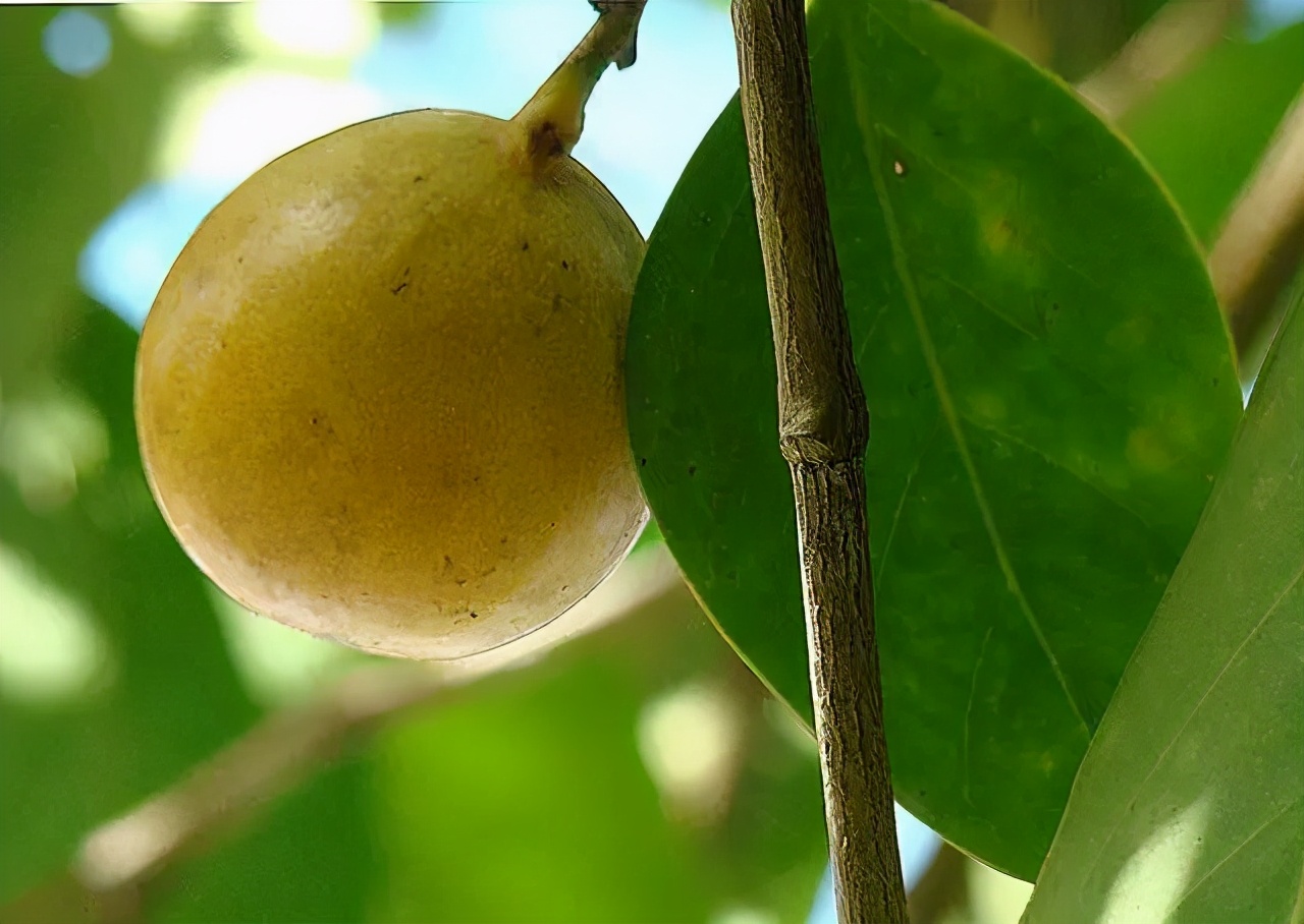 世界最毒的植物，果实酷似苹果，下雨天在树下躲雨皮肤都会被腐蚀