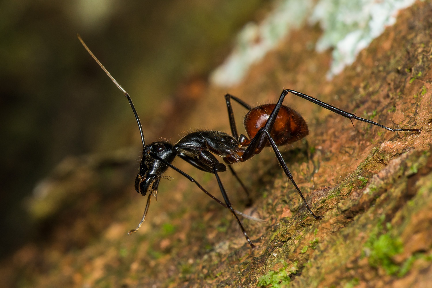 蚂蚁的图片放大图(50只巨型恐蚁入侵) - 赤虎壹号