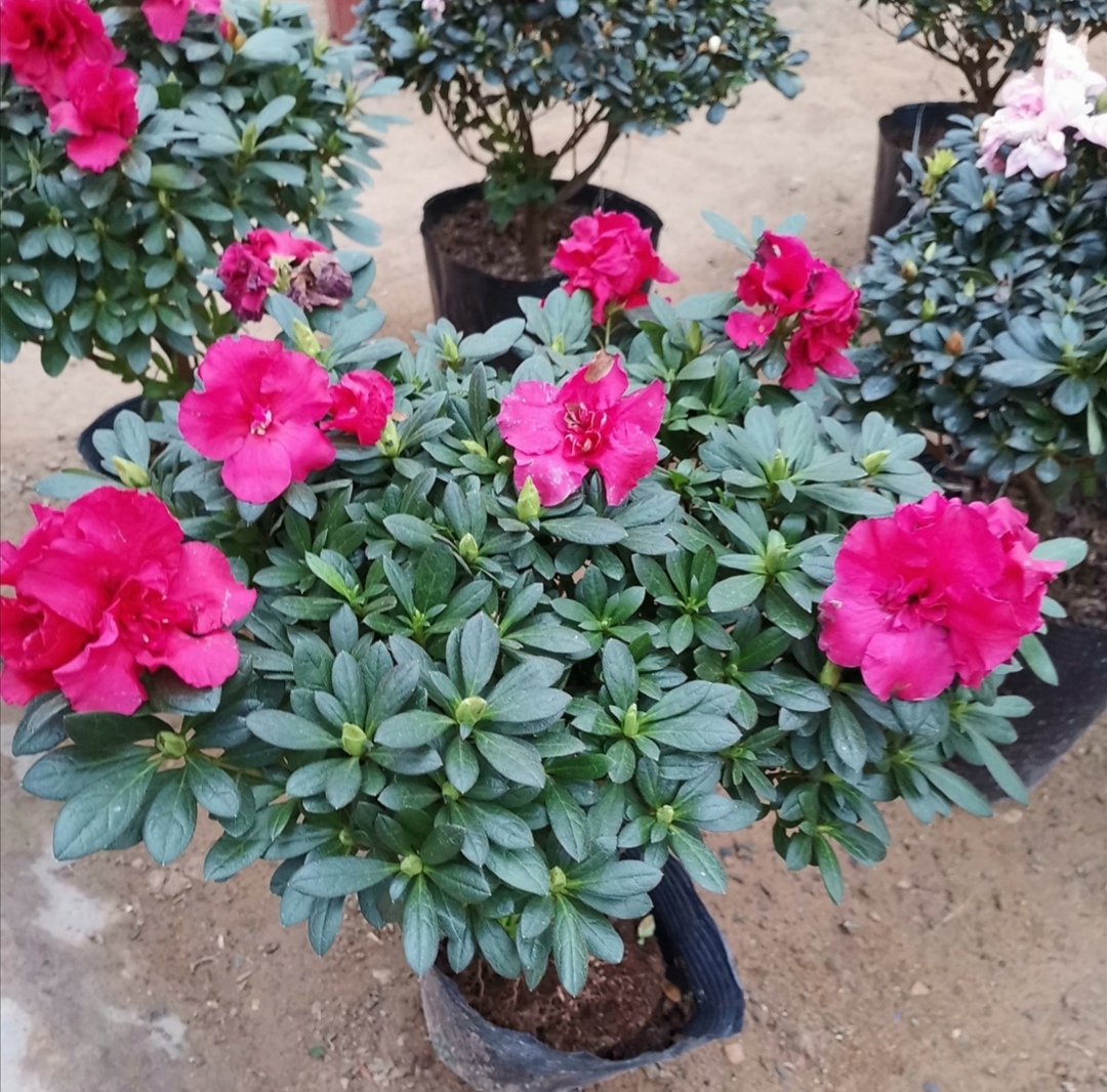 花卉养不好有5大原因,做到这几点,什么花都能养好