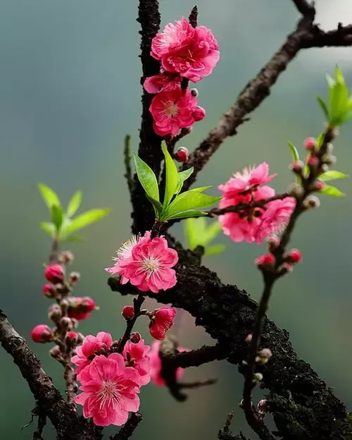 三月桃花开，36首桃花诗词送给你