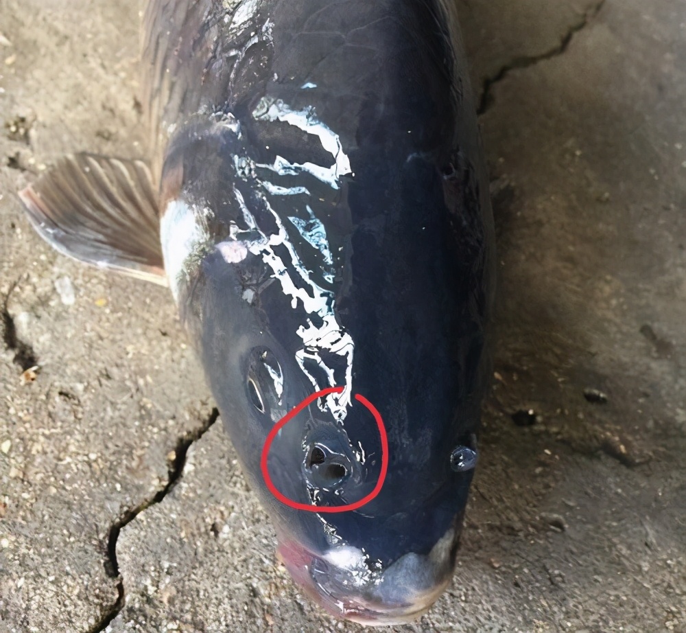 四大名魚 中的黃河鯉魚為何長了4個鼻孔 它還真跟别的魚不同 天天看點