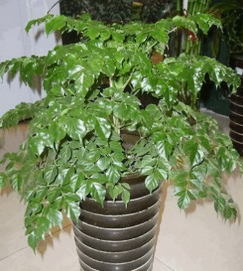 冬季养幸福树,给它做好6点,不黄叶,不落叶,叶子油绿过冬天