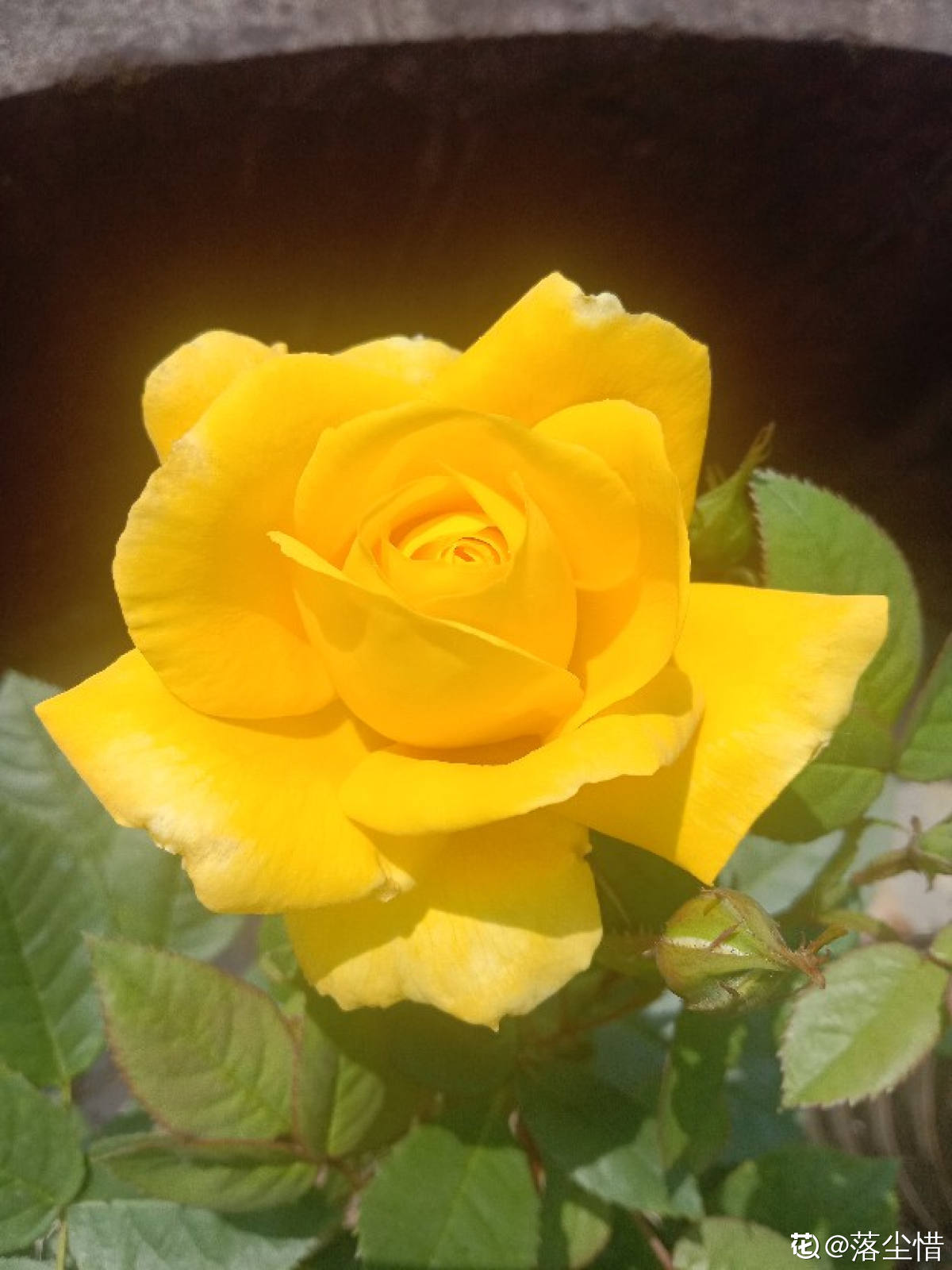 10种常见月季花图鉴，不要再问别人了，自己收藏慢慢看