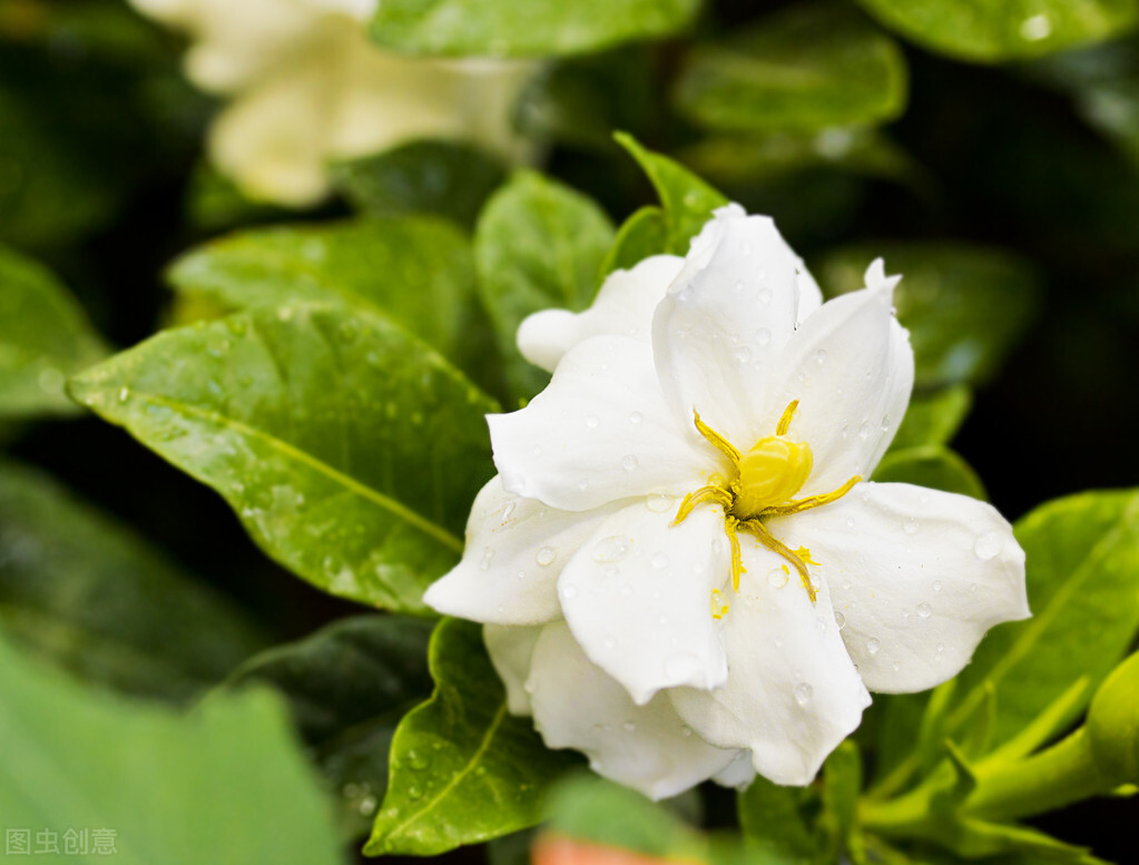 茉莉花和栀子花哪个好养（2种难养的花要注意快来避坑）