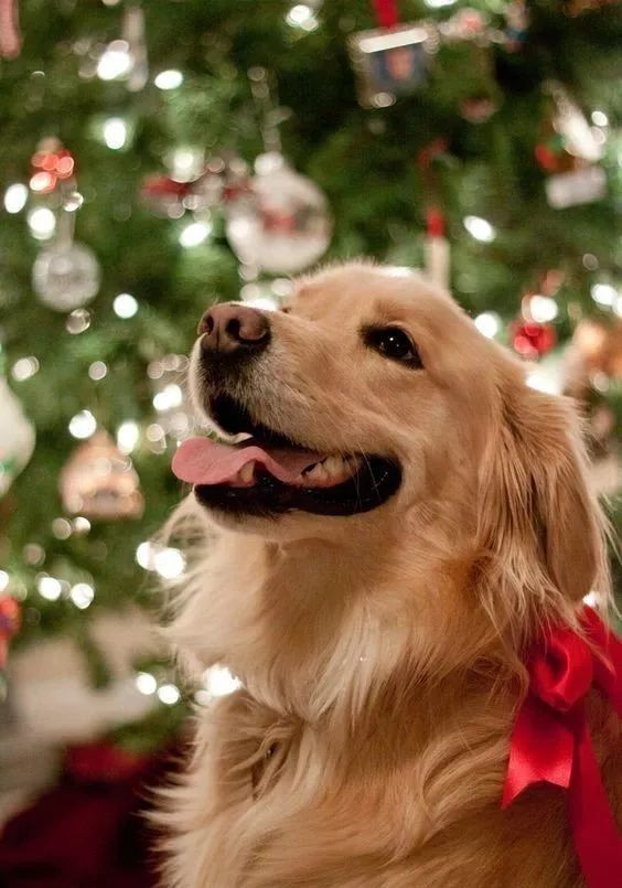 金毛猎犬可以说是一种虚伪的狗.他们的身体素质相对较好,不容易生病.