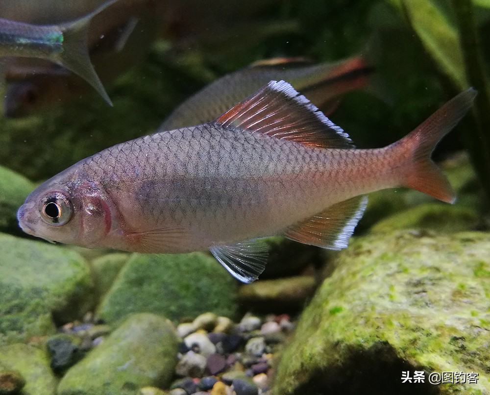 鳑鲏鱼没有人不认识，但个头大有须的鳑鲏你知道吗？它们叫“鱊”