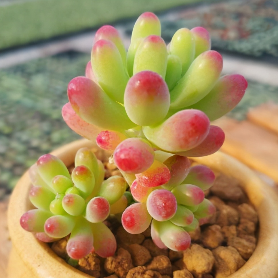 多肉植物多久浇一次水（多肉植物的养护小技巧）