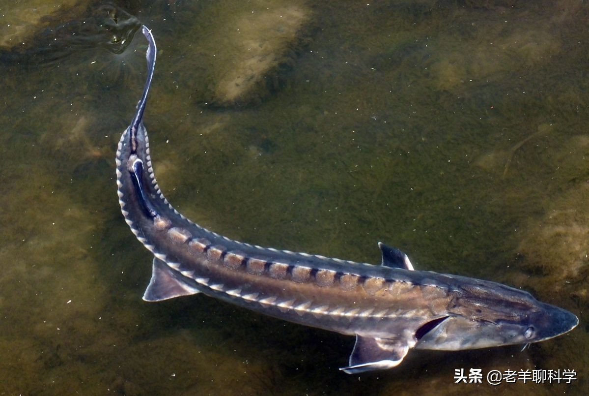 芝麻剑鱼多少钱一斤价值50万