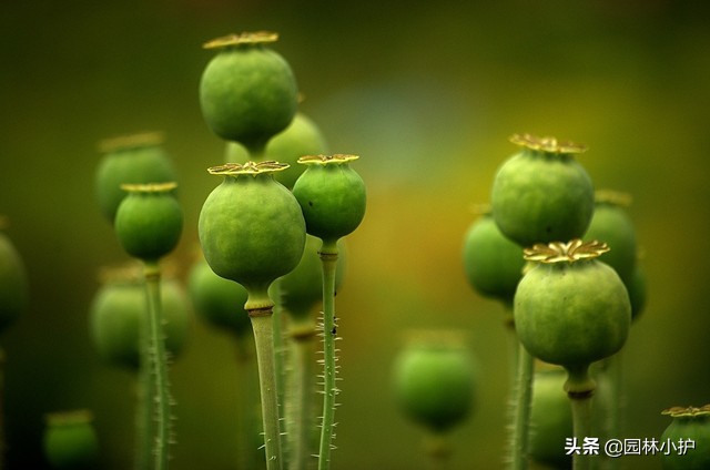 恶之花是什么花（恶之花最美丽的话的话语）