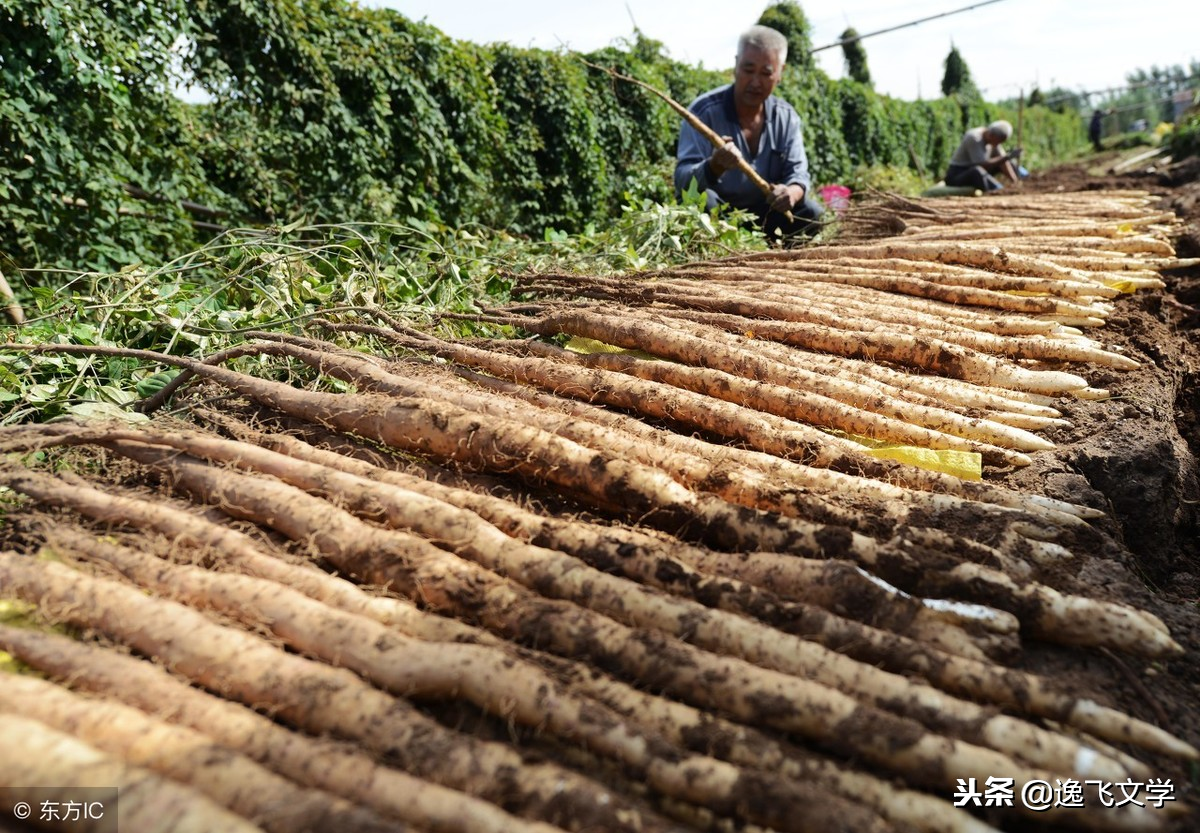 「散文」舌尖上的山药