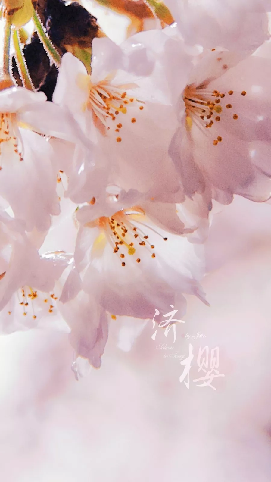 中国这10所大学壁纸第二期！厦门大学、中山大学等在列