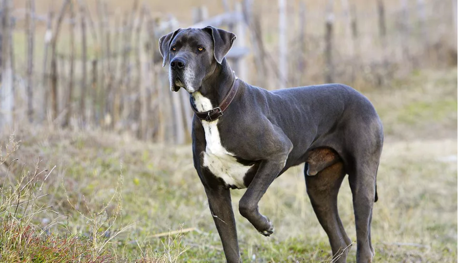 大丹犬外形性格特征,饲养优缺点及市场价格介绍-宠物主人