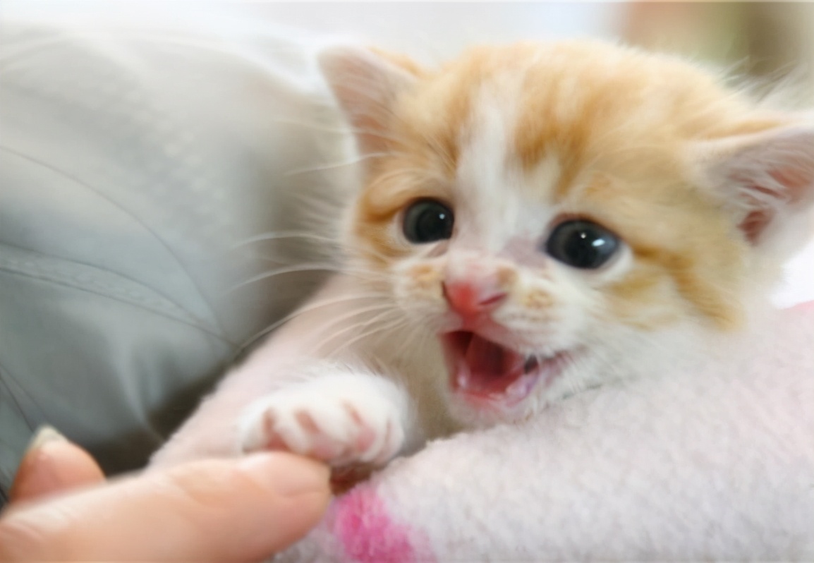 幼猫、成猫一天要吃多少猫粮？