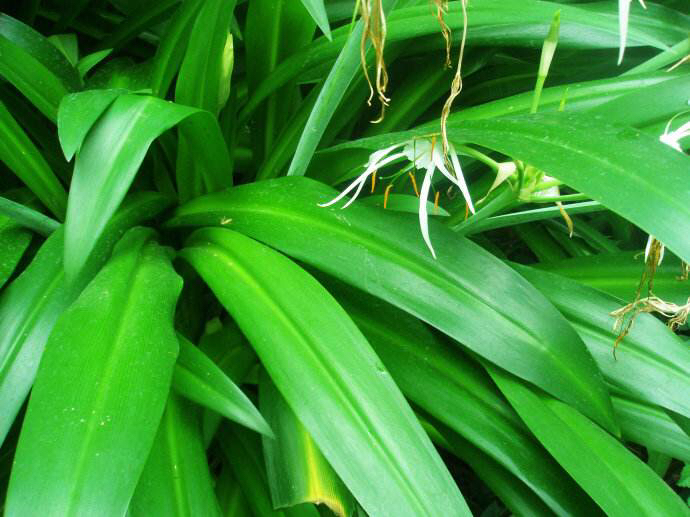 中药材水鬼蕉叶