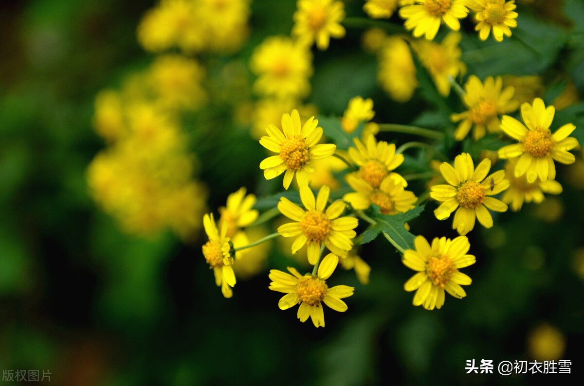 晚秋红叶黄花明丽诗词五首：红叶黄花三峡雨，高风亮节一天秋