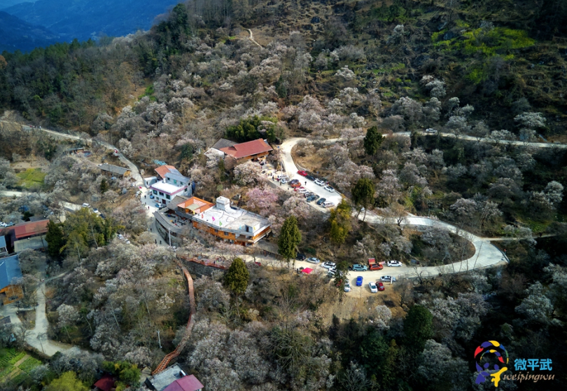 万亩古梅林开满山，不收门票，成都2天来回