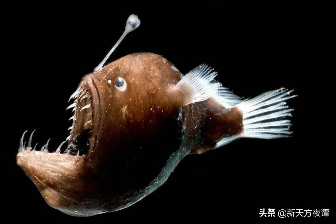 十大恐怖鱼介绍（世界上最危险的10种鱼）