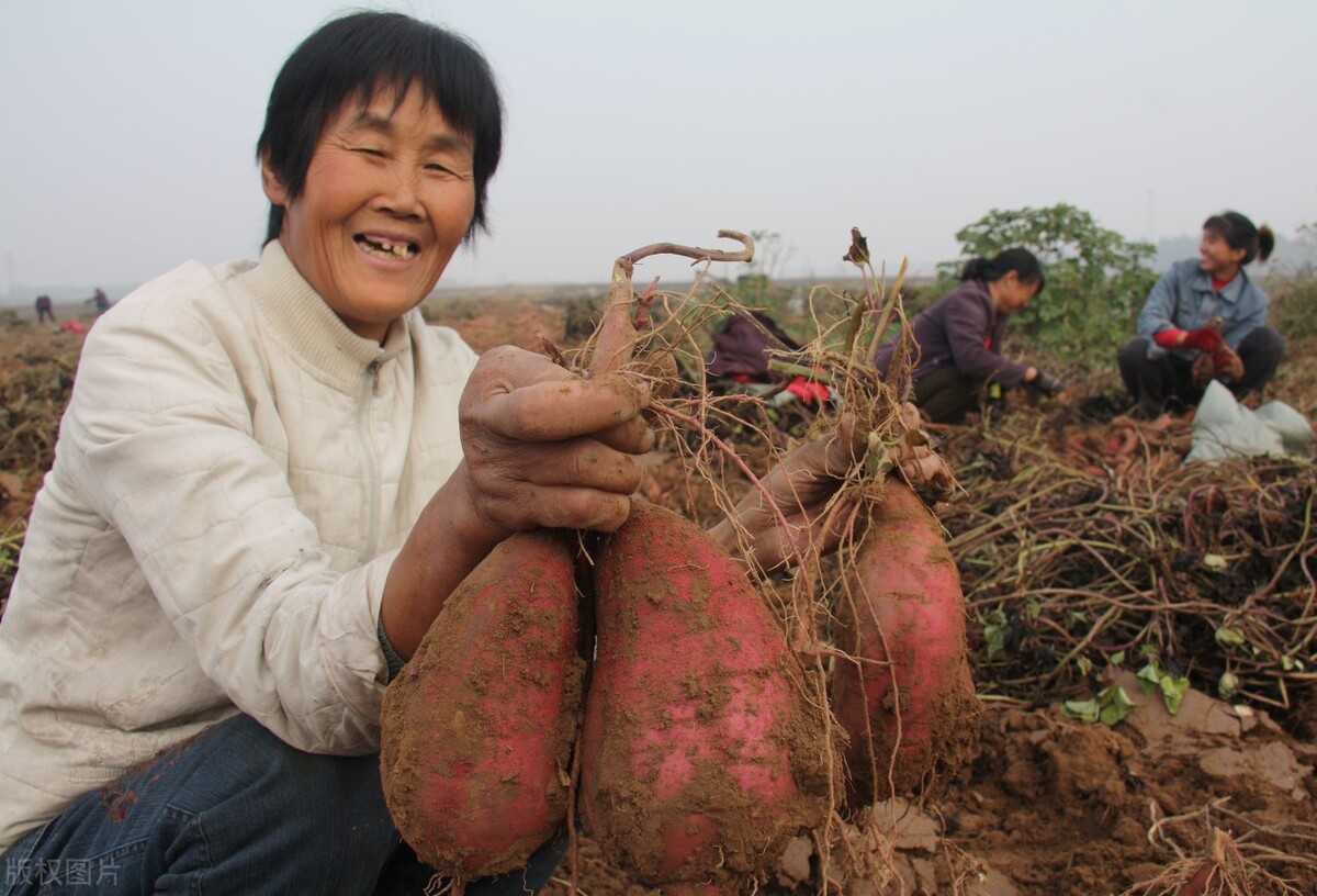 红薯储藏有诀窍,老农传授一招,储存一冬不腐烂不生芽,越放越甜