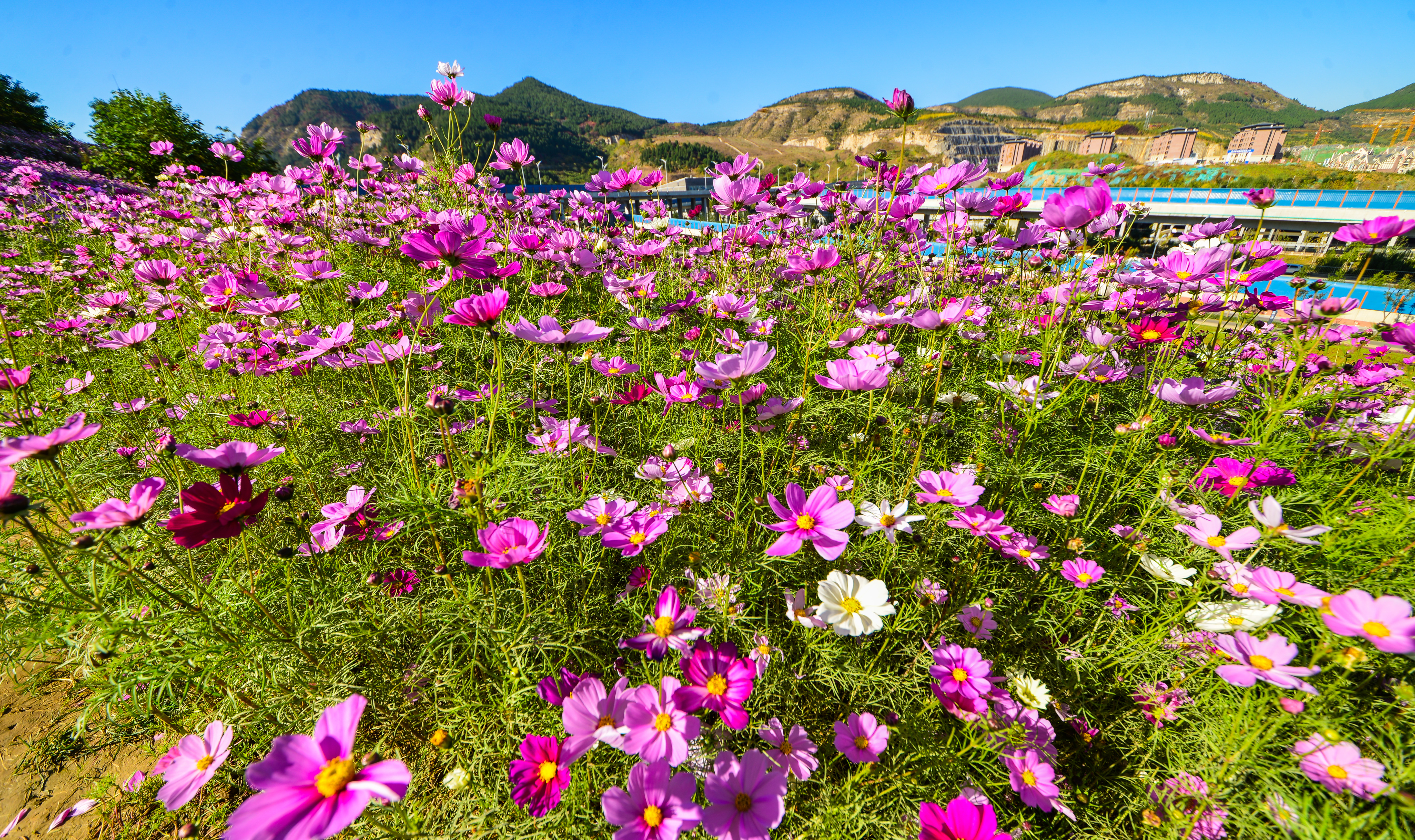 济南"格桑花海"绽放,宛如粉色海洋!