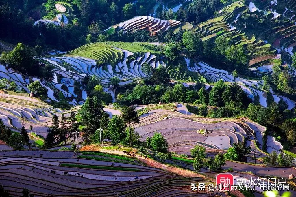 满山金色稻浪,为你换一屏秋色