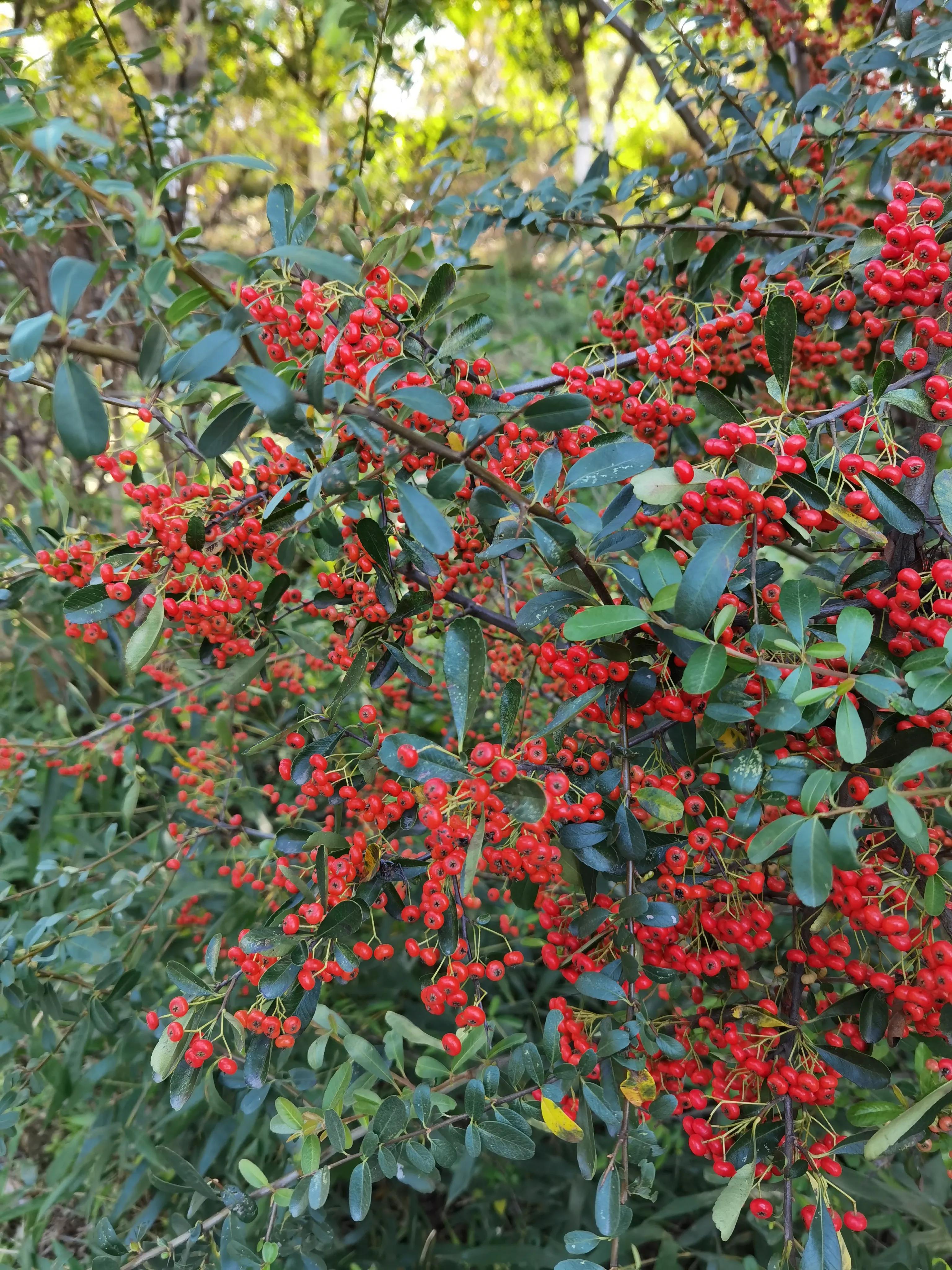 「七绝 」 秋日火棘果