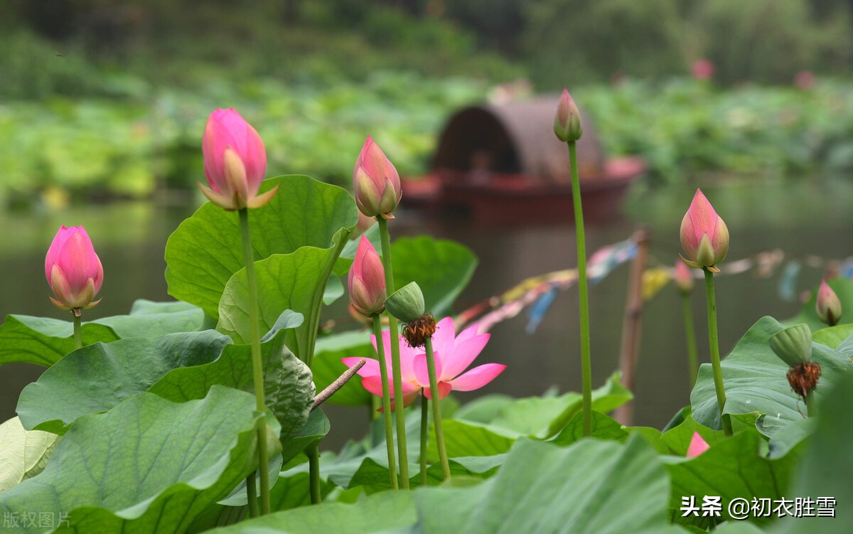 西湖荷花诗词五首：日出江花红胜火，映日荷花别样红