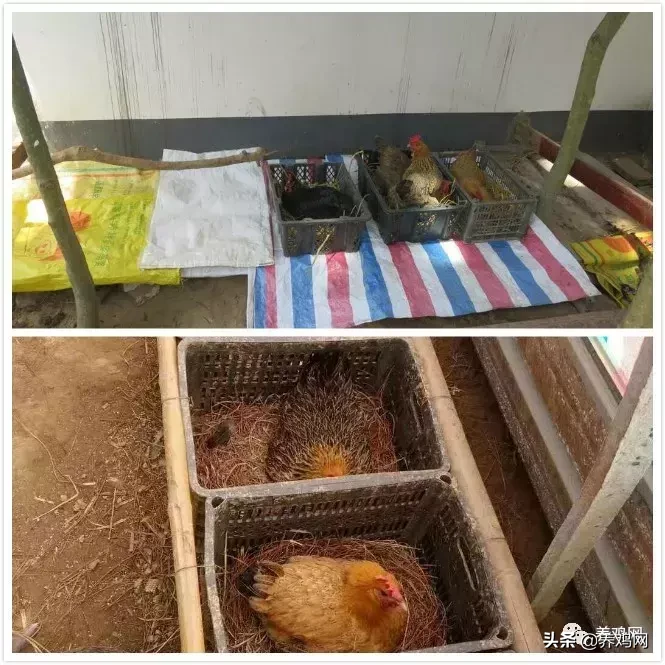 老铁们设计的散养土鸡产蛋窝,亮瞎你的眼,高手在民间!