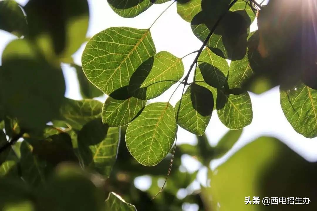 打破国外封锁,走出24位院士、超120位将军!今天,这所大学90岁了！